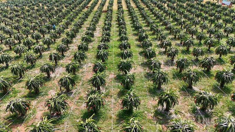 Trong quý I/2026, tình hình thời tiết cơ bản thuận lợi, bảo đảm cho sản xuất nông nghiệp ổn định. Ảnh: Lê Sơn