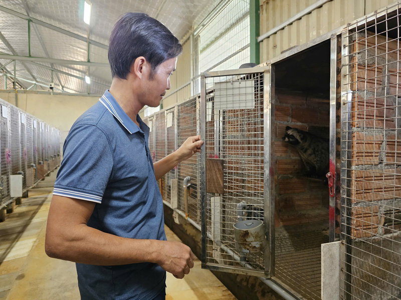 Anh Võ Văn Nguyên dành thời gian, công sức chăm nuôi chồn hương. Ảnh: Mai Liễu