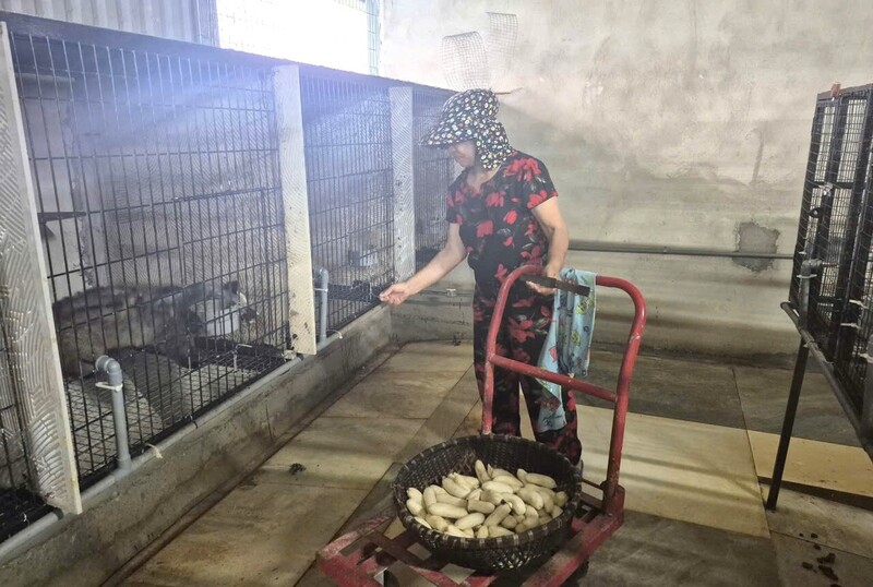 Chuối chín là thức ăn hằng ngày của chồn hương. Ảnh: Mai Liễu