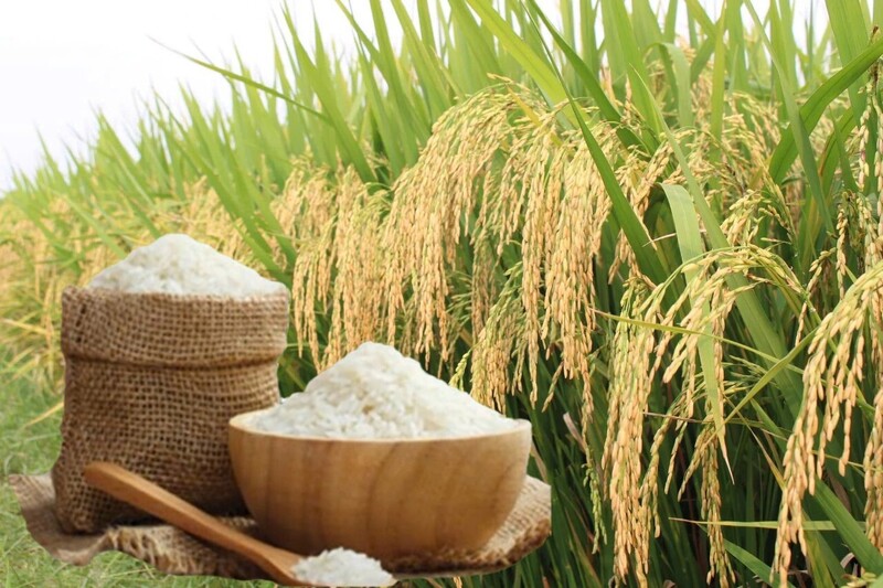 Giá lúa gạo hôm nay ngày 22/3 và tuần qua: Lúa tươi đồng loạt giảm mạnh. Ảnh: Thanh Minh.