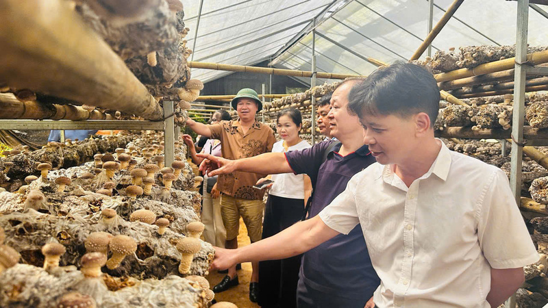 Liên minh hợp tác xã tỉnh Cao Bằng thăm mô hình trồng nấm hương tại Hợp tác xã nông nghiệp Yên Công (tỉnh Cao Bằng). Ảnh: Hà Lê