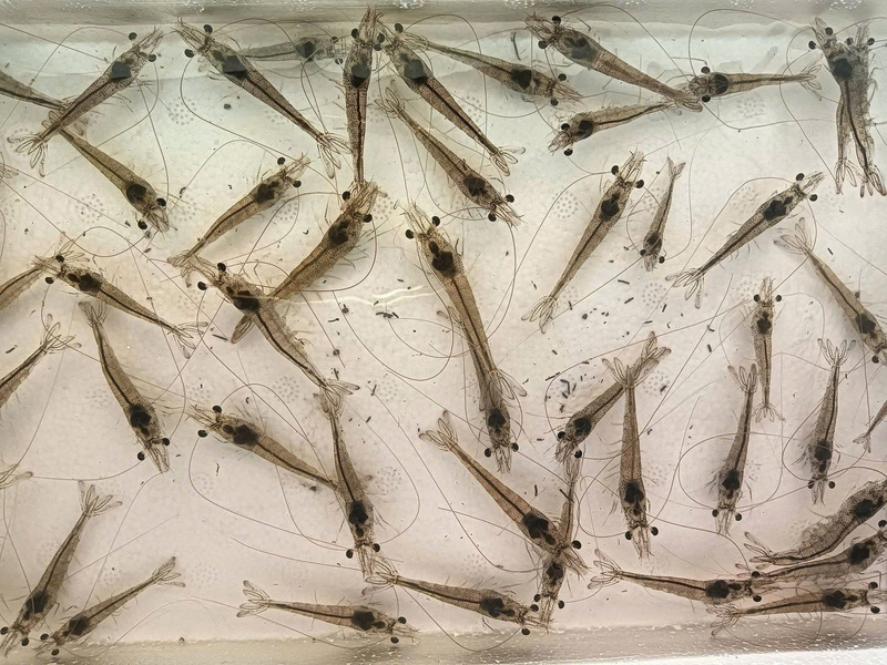 Hợp tác xã Nhị Mỹ hỗ trợ thành viên kiểm soát chặt chẽ đầu vào, từ khâu chọn giống đến kỹ thuật nuôi, giúp nâng cao tỷ lệ sống và chất lượng tôm thương phẩm. Ảnh: NVCC