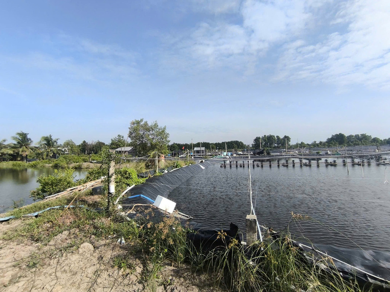 Ứng dụng công nghệ và tiết giảm chi phí sản xuất là giải pháp then chốt giúp các hộ nuôi tôm tại Đồng Tháp thích ứng với biến động giá nội địa. Ảnh: NVCC