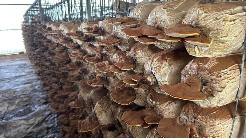 Sản phẩm nấm của doanh nghiệp nhỏ và vừa ở Đắk Lắk. Ảnh: Vũ Long.