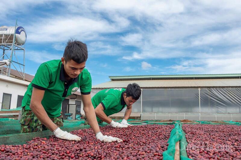 Người dân Gia Lai thu hoạch cà phê. Ảnh: Hiền Mai