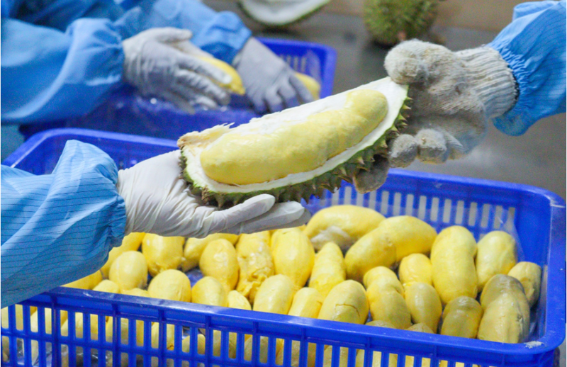 Malaysia tăng cường mua nhiều sầu riêng đông lạnh của Việt Nam để làm nguyên liệu chế biến thực phẩm Halal. Ảnh: Vina T&T Group