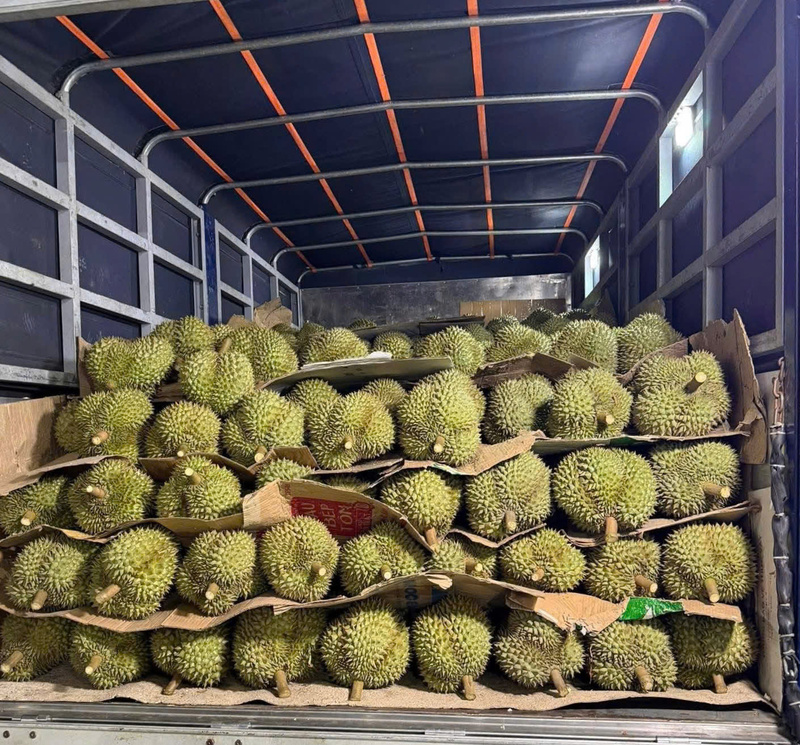 Sầu riêng trái vụ mang lại lợi nhuận cao cho bà con sau nhiều tháng ngày chăm sóc. Ảnh: NVCC