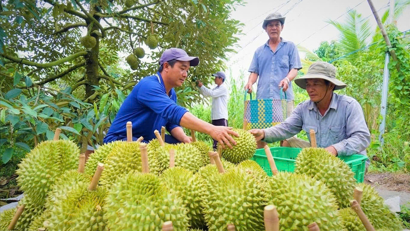 Người dân cần chú trọng phòng trừ sâu bệnh, kiểm soát lượng nước tưới và điều chỉnh kỹ thuật chăm sóc phù hợp để duy trì năng suất. Ảnh: NVCC
