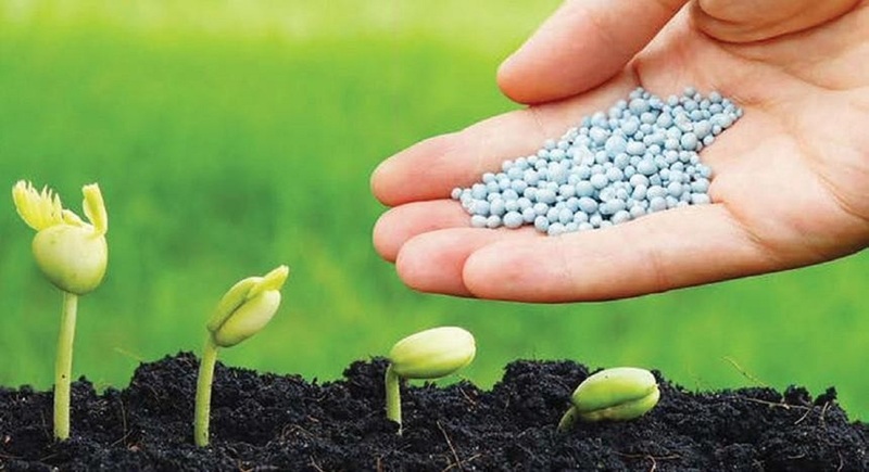 Giá phân bón trong nước dự báo dự báo có thể tiếp tục tăng thêm 5 - 15%. Ảnh minh họa