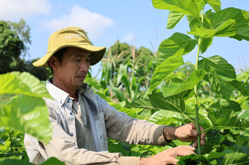 Những luống dâu xanh mướt báo hiệu sự hồi sinh mạnh mẽ của làng nghề dâu tằm hàng trăm năm tuổi bên bờ sông Trà Khúc. Ảnh: Nguyễn Dương