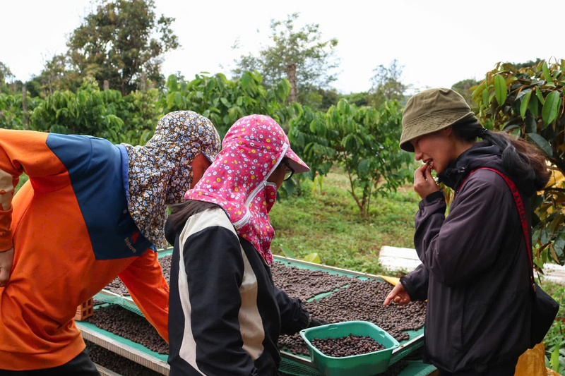 Thu hoạch cà phê tại Gia Lai. Ảnh: Hiền Mai