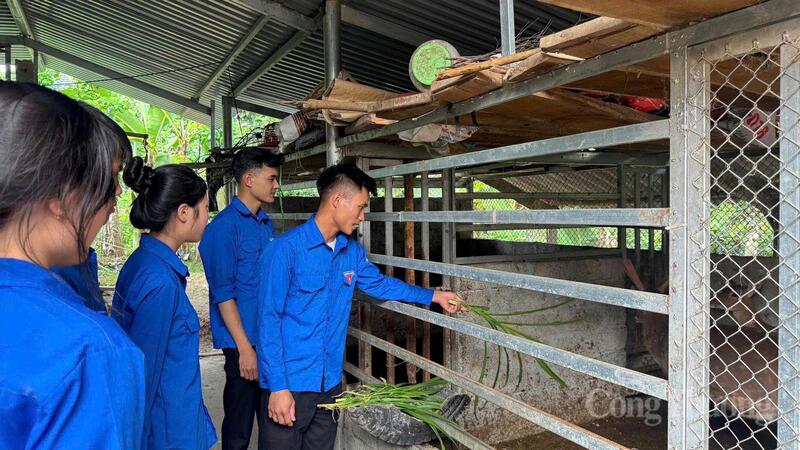 Hệ thống chuồng nuôi với đàn hươu 10 con của anh Hiếu mang lại những tín hiệu khả quan ngay trên chính quê hương. Ảnh: Nhân vật cung cấp