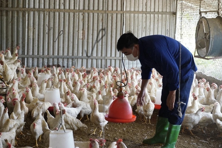 Các doanh nghiệp hội viên của VPA cam kết duy trì nguồn cung ổn định, giá bán hợp lý, hạn chế tối đa việc chuyển toàn bộ áp lực chi phí logistics sang giá thành sản phẩm đầu ra cho doanh nghiệp hội viên và nông dân. Ảnh: Hồng Thắm.