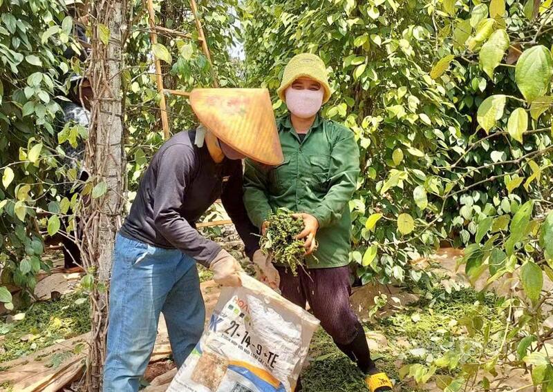 Toàn tỉnh Gia Lai hiện có hơn 8.400 ha hồ tiêu, sản lượng hằng năm đạt trên 28.000 tấn.