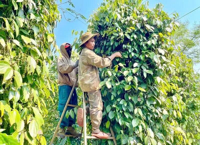 Không khí thu hoạch hồ tiêu diễn ra khẩn trương tại các vùng trọng điểm phía Tây tỉnh Gia Lai.