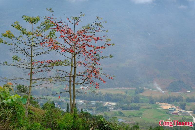 Dọc theo các cung đường uốn lượn của Cao nguyên đá Đồng Văn, từ thị trấn Mèo Vạc, xã Khâu Vai đến các tuyến đường men theo dòng sông Nho Quế, du khách sẽ nhìn thấy những cây Hoa Mộc Miên đang vào mùa nở rộ.