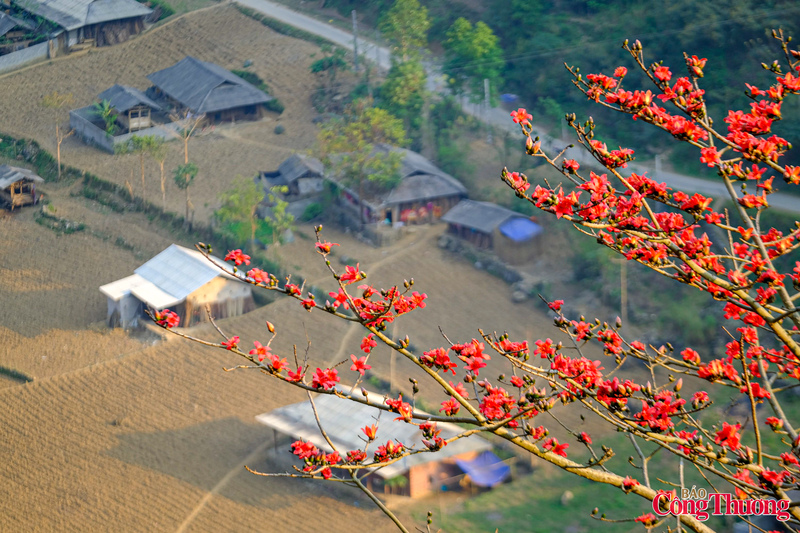 Trên những triền núi đá tai mèo sắc nhọn, sắc đỏ của hoa nổi bật như một điểm nhấn sống động, làm dịu đi vẻ khắc nghiệt của thiên nhiên.