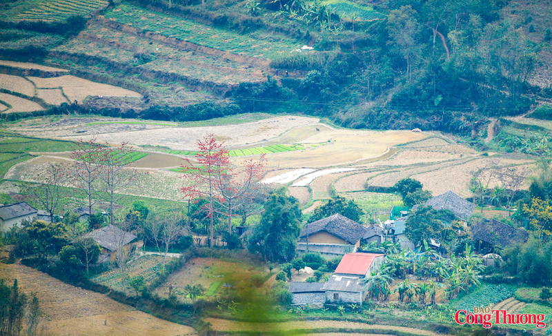 Một buổi sáng sớm, khi sương còn giăng trên các triền núi, sắc đỏ của hoa ẩn hiện trong làn sương mờ ảo sẽ mang đến cảm giác như lạc vào chốn bồng lai. Hay vào buổi chiều, khi ánh nắng vàng nhuộm lên từng cánh hoa, khung cảnh lại trở nên ấm áp và đầy chất thơ.