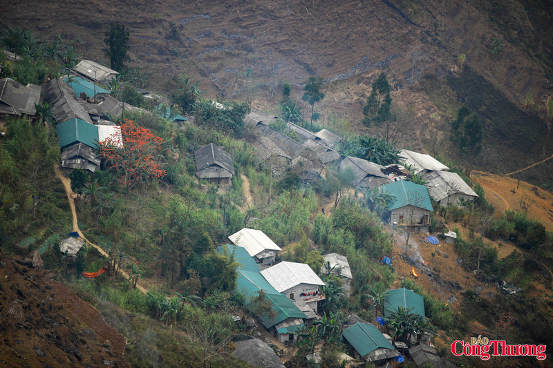 Điều đặc biệt của Hoa Mộc Miên không nở dày đặc như những loài hoa khác, mà mỗi cây, mỗi vị trí lại mang một vẻ đẹp riêng.