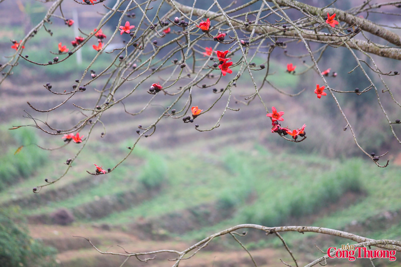Có những cây mọc đơn lẻ trên vách đá cheo leo, có những hàng cây ven đường tạo thành “con đường hoa” đầy thi vị, khiến bất cứ ai đi qua cũng phải dừng chân chiêm ngưỡng.