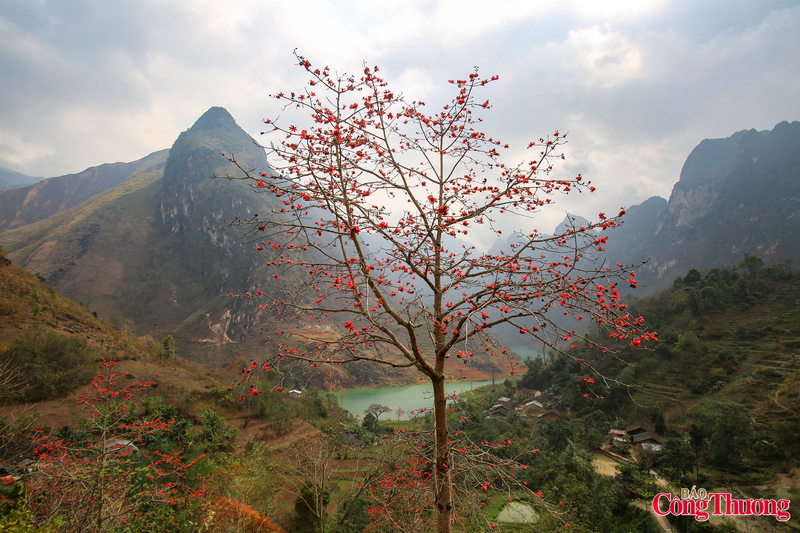 Không kiêu sa như Hoa Đào, không tinh khôi như Hoa Mận, Hoa Mộc Miên mang một vẻ đẹp riêng – mạnh mẽ, mộc mạc nhưng đầy cuốn hút. Những cây Mộc Miên cao lớn, thân xù xì, đứng sừng sững giữa núi rừng, dường như đã trải qua bao mùa gió sương của miền đá. Đến độ tháng Ba, khi lá đã rụng hết, những chùm hoa đỏ rực bung nở trên nền trời xanh biếc, tạo nên một bức tranh thiên nhiên vừa hoang sơ, vừa lãng mạn.