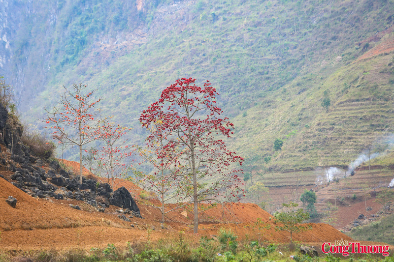 Chính sự “không trùng lặp” ấy tạo nên sức hấp dẫn độc đáo, khiến mỗi hành trình khám phá đều là một trải nghiệm mới mẻ. Để cảm nhận trọn vẹn vẻ đẹp của mùa Hoa Mộc Miên, du khách nên lựa chọn những hành trình trải nghiệm gắn với thiên nhiên.