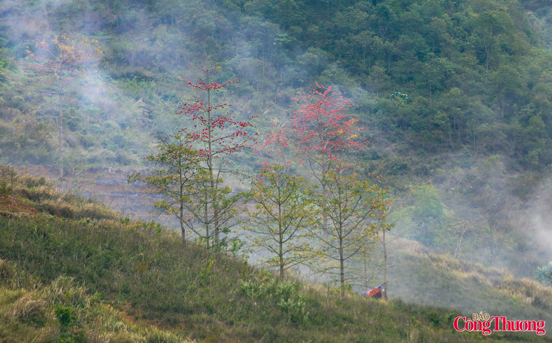 Mùa Hoa Mộc Miên không kéo dài, thường chỉ rực rỡ trong vài tuần ngắn ngủi của . Chính vì vậy, đây là thời điểm lý tưởng để du khách lên kế hoạch cho một chuyến đi khám phá Cao nguyên đá. Hãy một lần đến với Cao nguyên đá Đồng Văn, tỉnh Tuyên Quang mùa Hoa Mộc Miên để được tận mắt chiêm ngưỡng vẻ đẹp “nơi miền đá nở hoa” như minh chứng cho sức sống mãnh liệt của thiên nhiên và con người nơi địa đầu Tổ quốc.