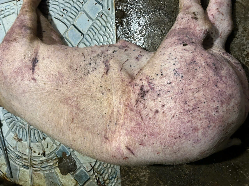 Lợn nhiễm bệnh vẫn được giết mổ, tuồn ra thị trường. Ảnh minh họa