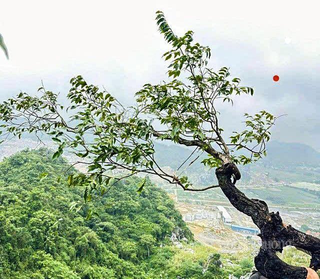 Bất chấp nguy hiểm, nhiều người dân đi khai thác cây muội hồng ở những vách đá treo leo. Ảnh: Ngô Nhung