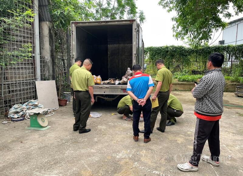 Hàng loạt xe tải đang vận chuyển, tiêu thụ cây muội hồng đã bị lực lượng chức năng bắt giữ. Ảnh: Ngô Nhung