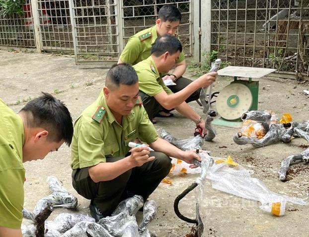 Lực lượng chức năng xử lý nghiêm những trường hợp khai thác, buôn bán cây muội hồng không rõ nguồn gốc xuất xứ. Ảnh: Ngô Nhung