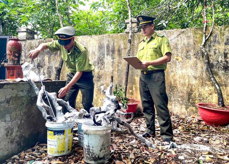 Cán bộ đội kiểm lâm kiểm tra cây muội hồng đang được tạm giữ tại đơn vị. Ảnh: Ngô Nhung