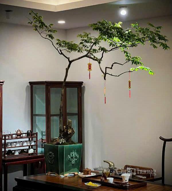 Cây muội hồng rất khó sống, đòi hỏi người chơi phải có kỹ thuật cao từ đất trồng đến chế độ chăm sóc. Ảnh: Ngô Nhung