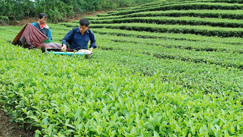 Tỉnh Lào Cai chỉ đạo triển khai nhiều giải pháp tháo gỡ khó khăn cho tiêu thụ và sản xuất chè. Ảnh: BLC