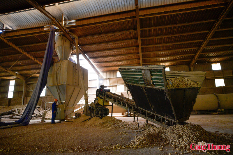 Nhận thấy nguồn nguyên liệu dồi dào bị lãng phí, nhiều đơn vị doanh nghiệp tại Mộc Châu, Sơn La đã tận dụng, chế biến thành than lõi ngô cho nhiệt lượng cao.