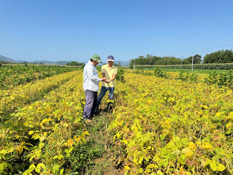 Thay vì canh tác manh mún, nhỏ lẻ như trước đây, người dân xã Long Phụng đã liên kết với công ty Vinasoy, mang lại hiệu quả kinh tế cao. Ảnh: Nguyễn Dương