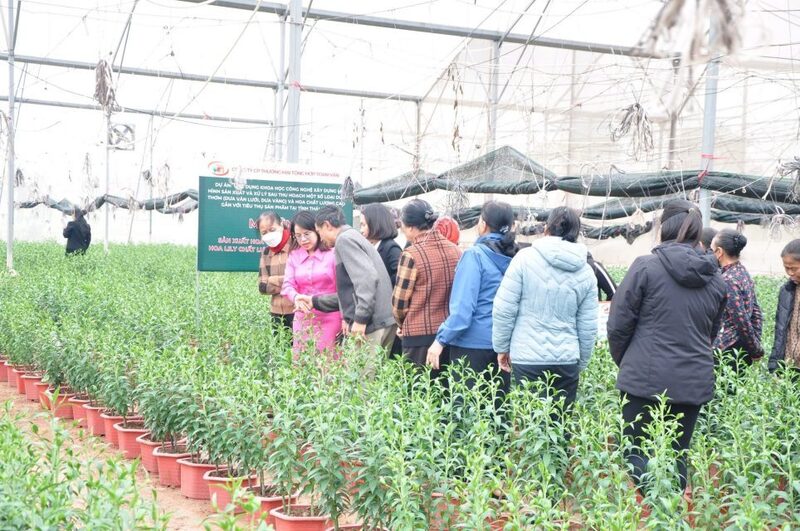 Vườn hoa ly được trồng và chăm sóc bởi công nghệ cao. Ảnh: Nam An