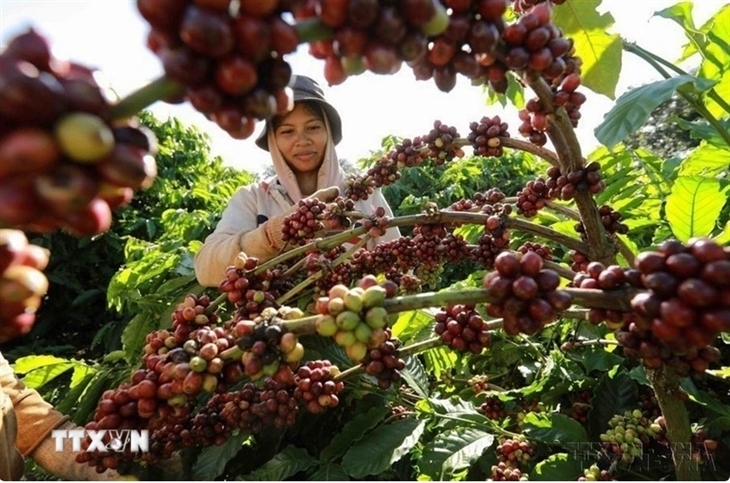 Xuất khẩu của Việt Nam sang Tunisia đạt 40,6 triệu USD năm 2025 chủ yếu gồm các mặt hàng nông sản như cà phê, hạt tiêu... Ảnh: TTXVN