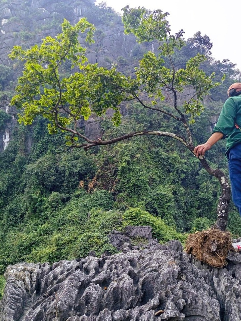 Cây cảnh muội hồng thường sống trên núi đá, việc leo trèo đi "săn cây" rất nguy hiểm. Ảnh: Người lao động