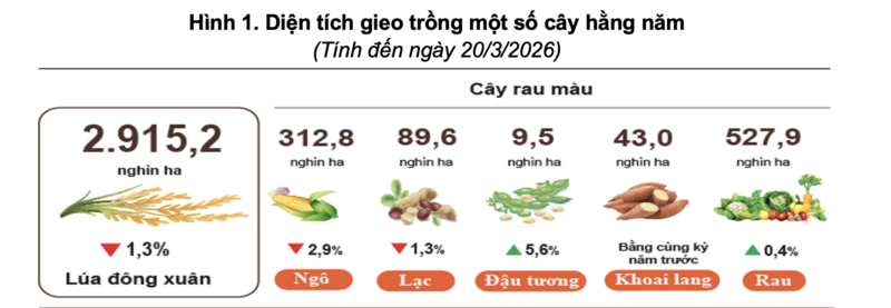 Diện tích gieo trồng một số cây hằng năm(Tính đến ngày 20/3/2026).