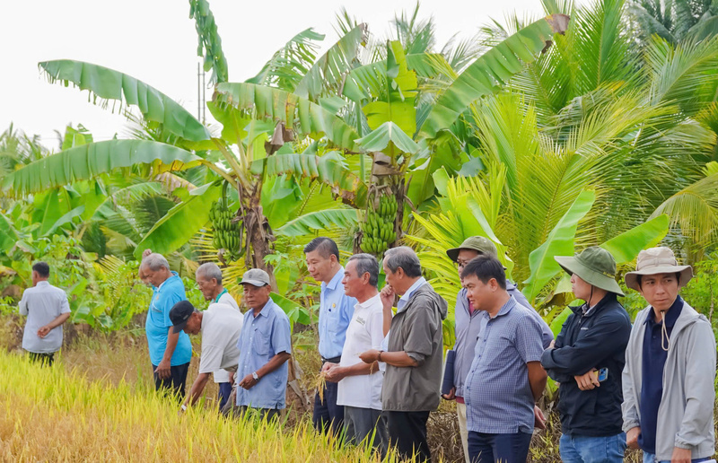 Nông dân tham quan mô hình sản xuất lúa giảm phát thải.