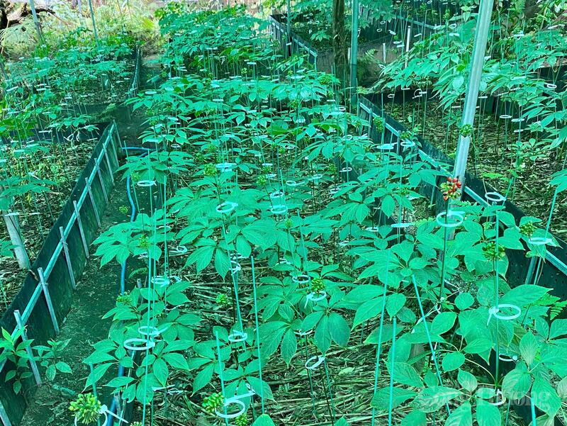 Hành trình trải nghiệm vùng trồng Sâm Ngọc Linh tại Nam Trà My (tỉnh Quảng Ngãi) nằm trong chương trình.