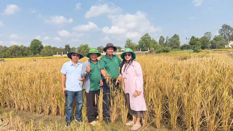 Bà Nguyễn Việt Chinh, Chủ tịch Toàn Cầu Group (đầu tiên bên phải) cùng các chuyên gia nông nghiệp tại ruộng lúa sử dụng giống CT 68