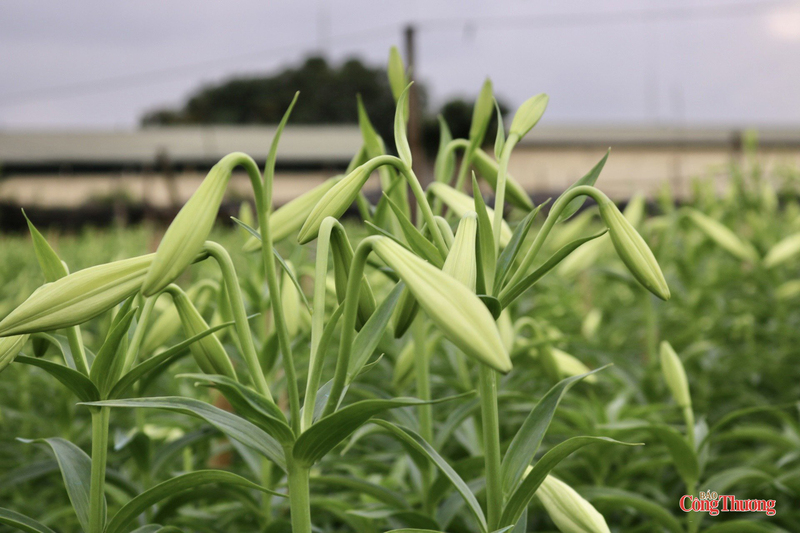 Những luống loa kèn trắng muốt vào vụ nở rộ trên cánh đồng ven đô Hà Nội.