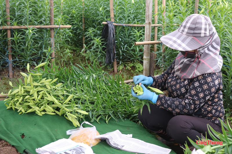 Người trồng hoa cẩn thận cắt từng cành loa kèn đạt độ nụ đẹp nhất.