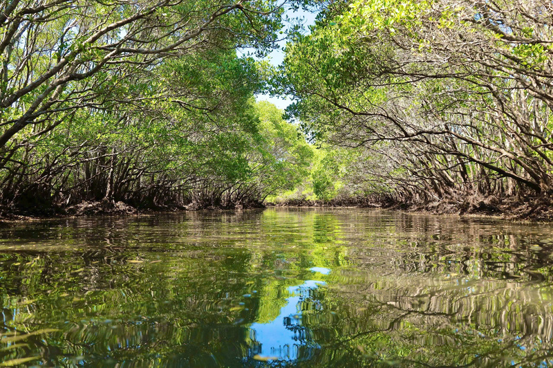 Để giữ gìn “lá phổi xanh” này, từ năm 2014, địa phương đã triển khai trồng hàng triệu cây cóc trắng để phục hồi rừng ven biển. Ảnh: Nguyễn Dương