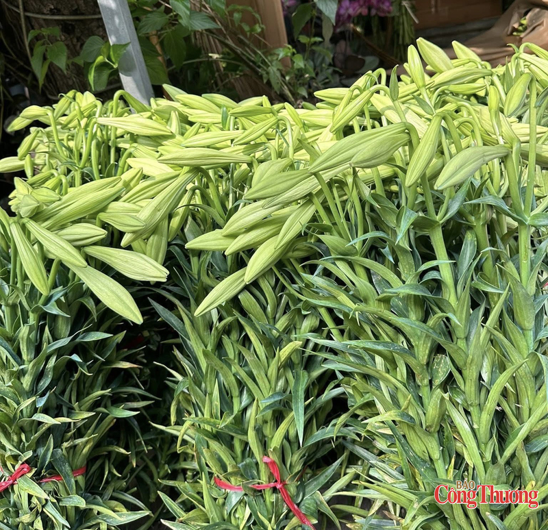 Hoa loa kèn tươi được vận chuyển trong ngày về các chợ đầu mối tại Hà Nội.
