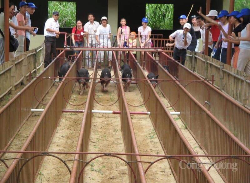 Những màn đua heo sôi động tại Làng du lịch Mỹ Khánh, không gian miệt vườn sông nước đậm chất miền Tây.