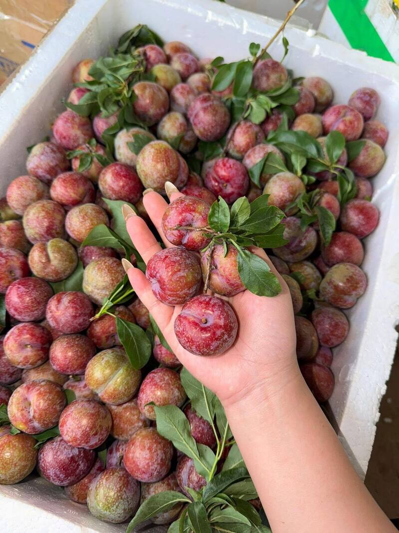 Mận hậu Sơn La đầu mùa đắt hàng. Ảnh: N.V