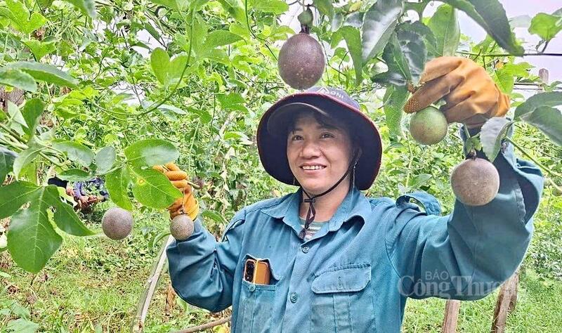 Nông sản của tỉnh Gia Lai đã có mặt tại gần 60 quốc gia và vùng lãnh thổ, bao gồm nhiều thị trường khó tính như EU, Hoa Kỳ, Nhật Bản. Ảnh: Hiền Mai